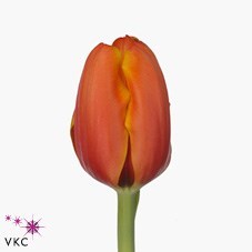 TULIPS TRIPLE A