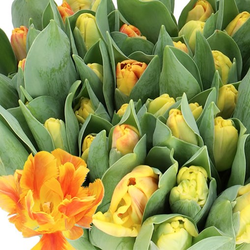 TULIPS UNDERCOVER (PARROT)