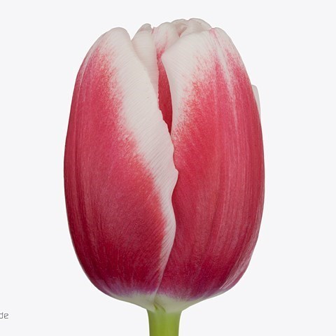 TULIPS UNIVERSUM