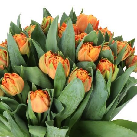 TULIPS VALDIVIA