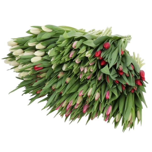 TULIPS VALENINES PREMIUM MIX