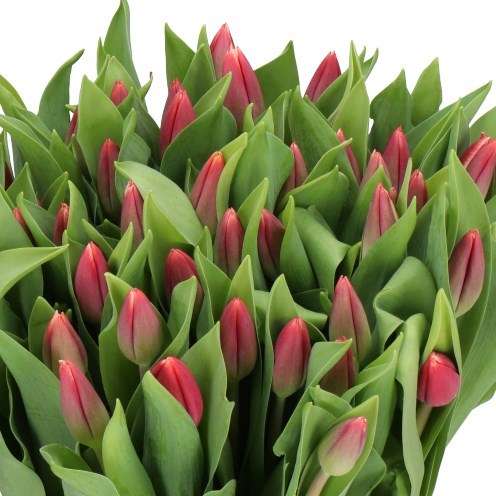 TULIPS VAMPIRE