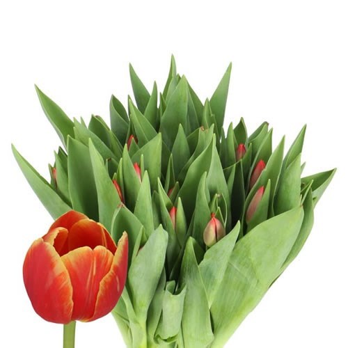 TULIPS VERANDI