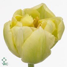 TULIPS VERONA