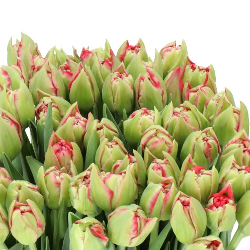 TULIPS VERONA LOVE