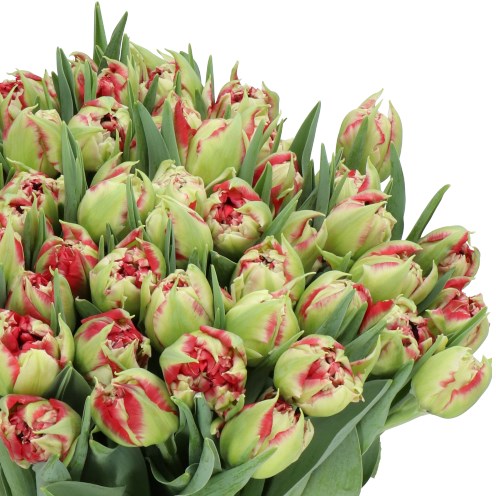 TULIPS VERONA RED FIRE