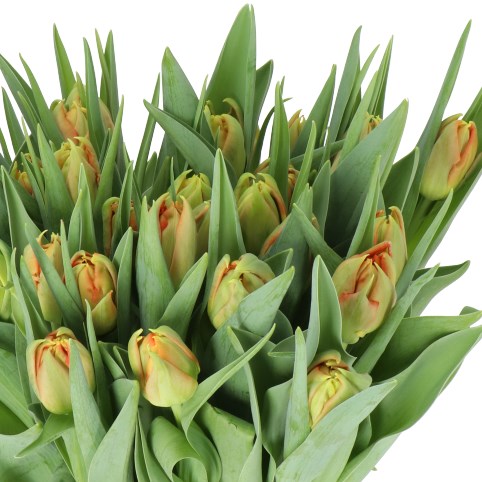 TULIPS VIKING