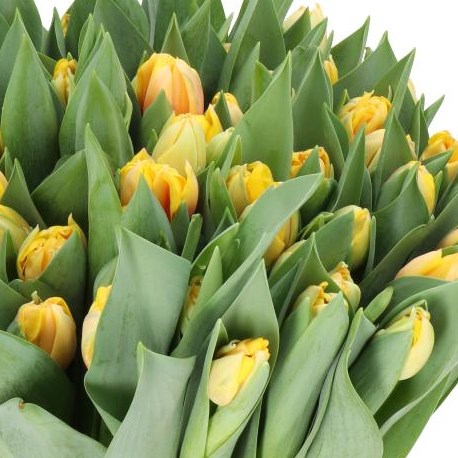 TULIPS VOLTAGE