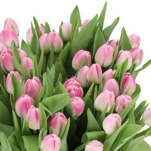 TULIPS VOQUE