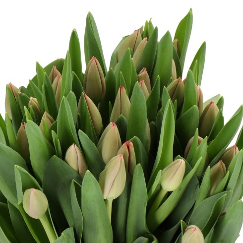 TULIPS WESTFRIS FIRE