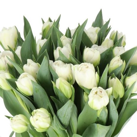 TULIPS WHITE BRIDGE