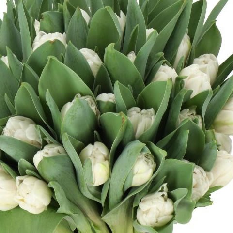 TULIPS WHITE FOXTROT