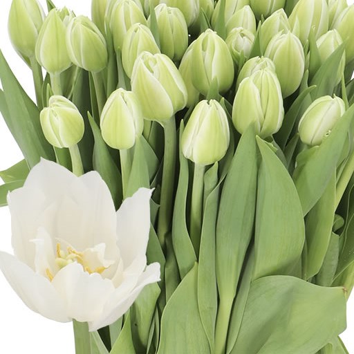 TULIPS WHITE HEART