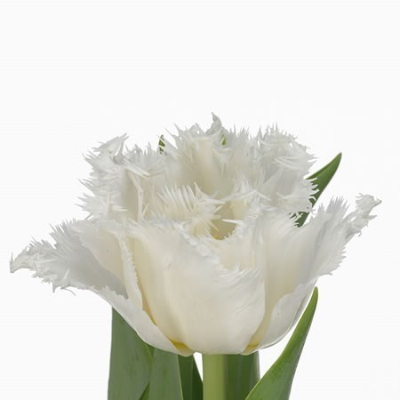 TULIPS WHITE ICE