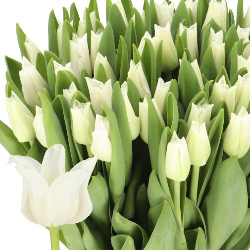 TULIPS WHITE LIBERSTAR