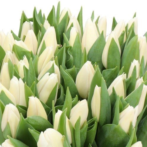 TULIPS WHITE MARVEL