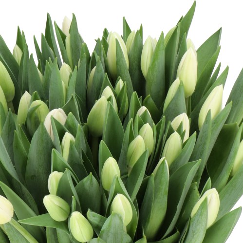 TULIPS WHITE MASTER