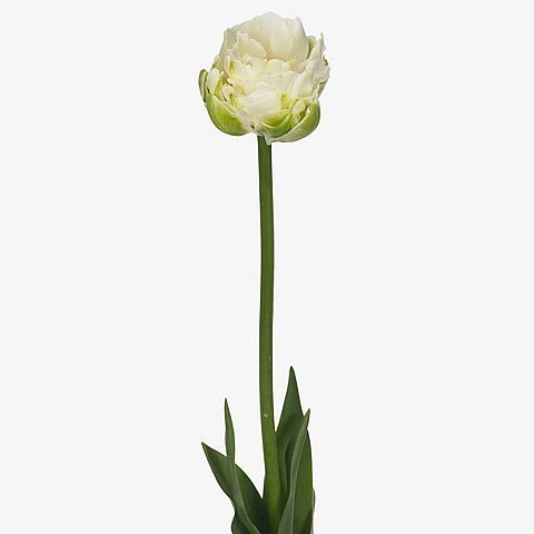 TULIPS WHITE MOUNTAIN