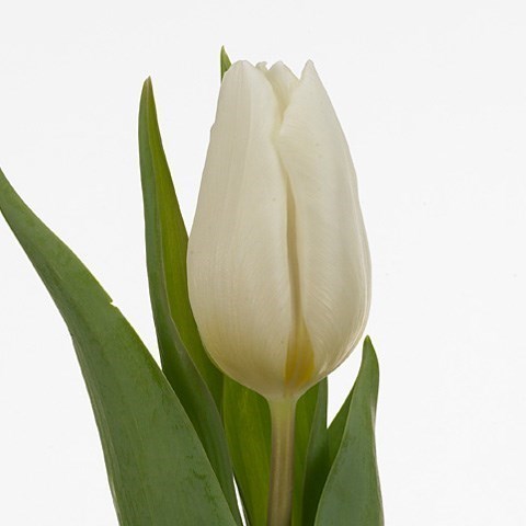TULIPS WHITE PRINCE