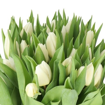 TULIPS WHITE PRINCE