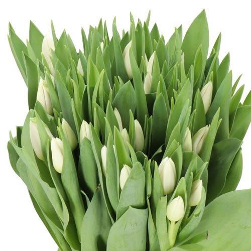 TULIPS WHITE RIVER