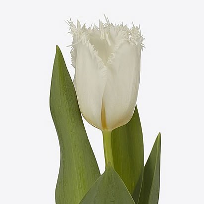 TULIPS WHITE SHARK