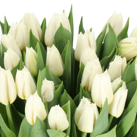 TULIPS WHITE SNAKE