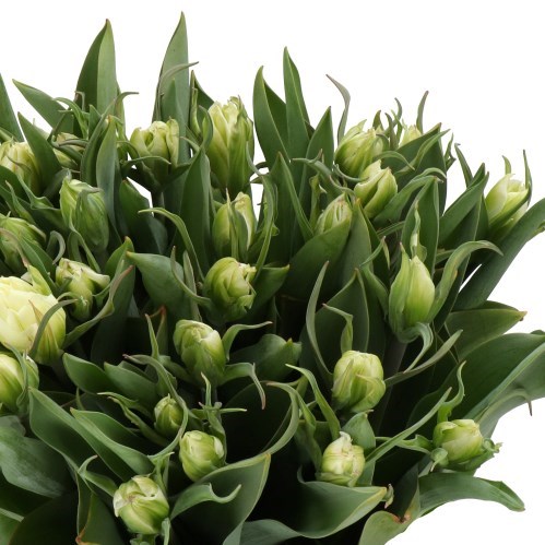 TULIPS WHITE VALLEY