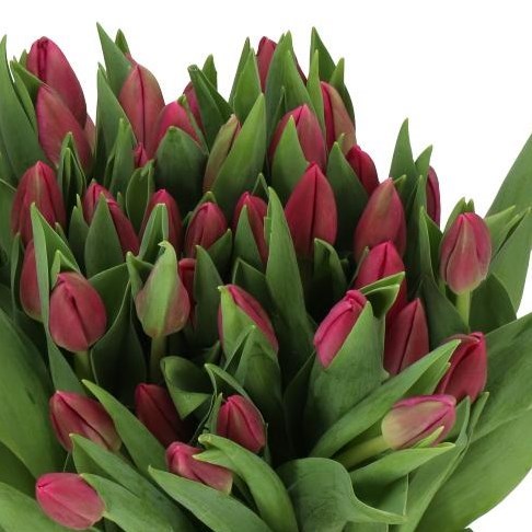 TULIPS WIFI