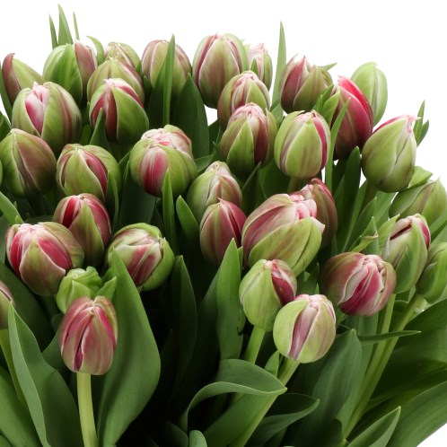 TULIPS WILD ROMANCE