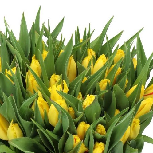 TULIPS YELLOW FABIO