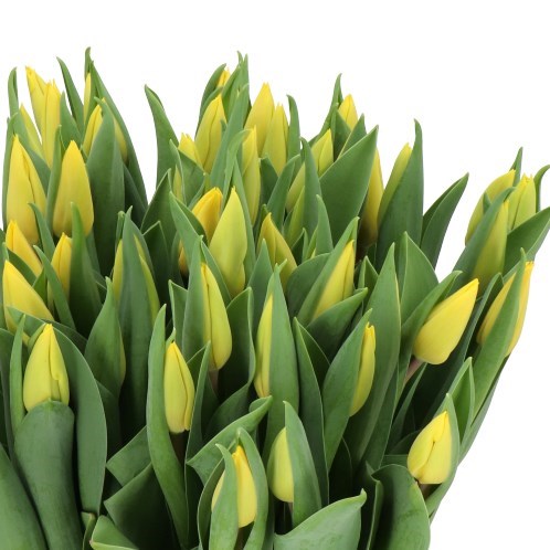 TULIPS YELLOW FLIGHT