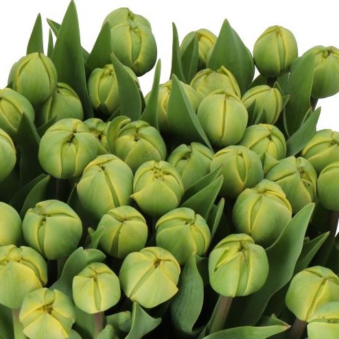 TULIPS YELLOW POMPENE