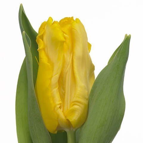 TULIPS YELLOW SUN (PARROT)