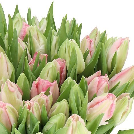 TULIPS ZAMBESI (PARROT)
