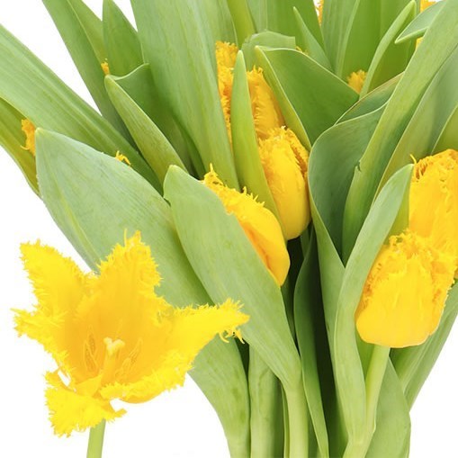 TULIPS ZOFIA