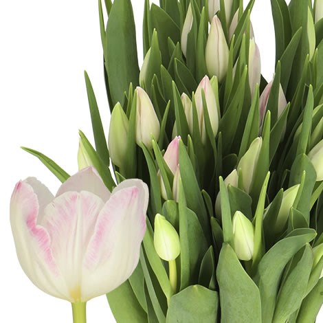 TULIPs FIRST CLASS