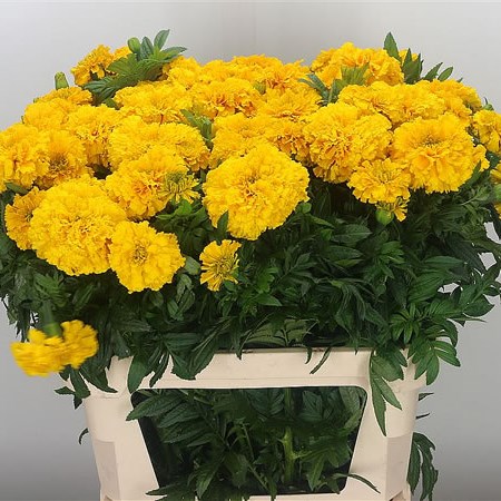 Tagetes (Marigolds)