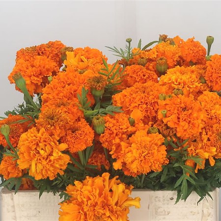 Tagetes Orange Promise (Marigolds)