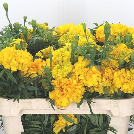 Tagetes Yellow Promise (Marigolds)