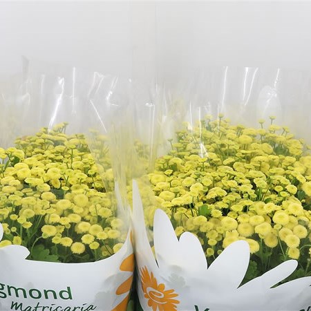 Tanacetum Amero