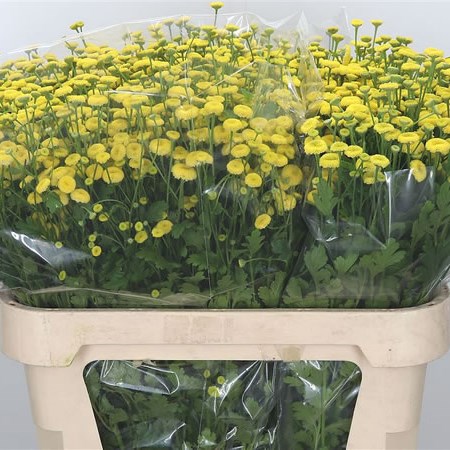 Tanacetum Amero