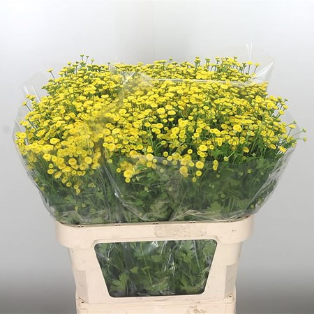 Tanacetum Amero