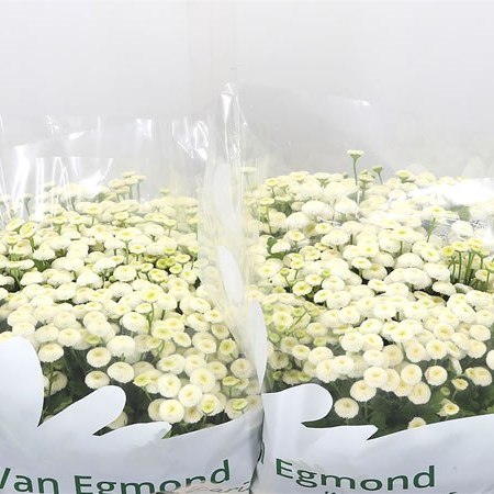 Tanacetum Baya