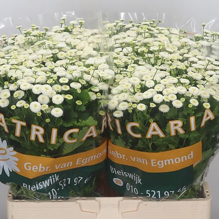 Tanacetum Baya