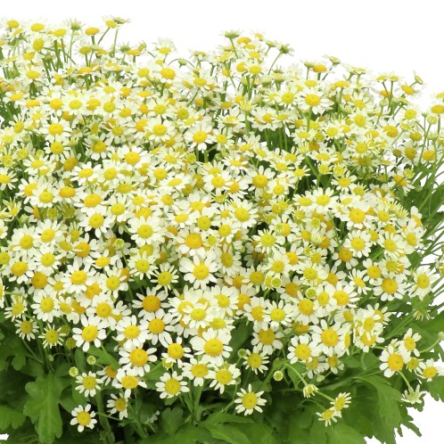 Tanacetum Camilla