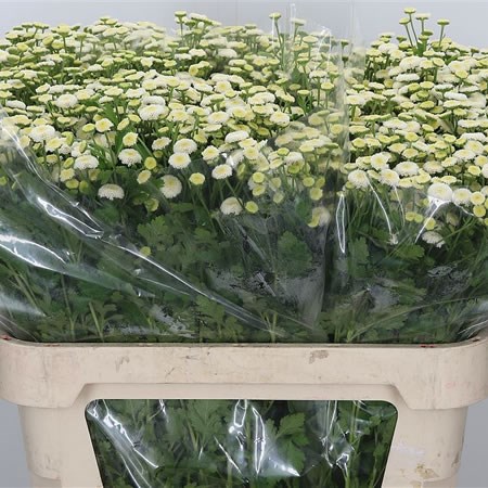 Tanacetum Lima