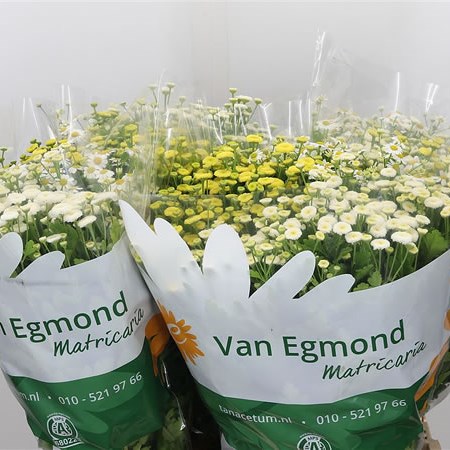 Tanacetum Mix (3 Varieties)