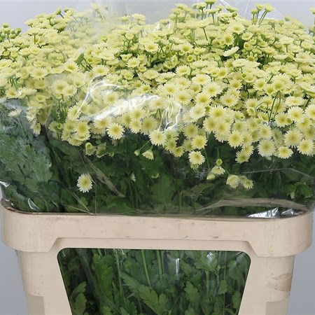 Tanacetum Orinoco
