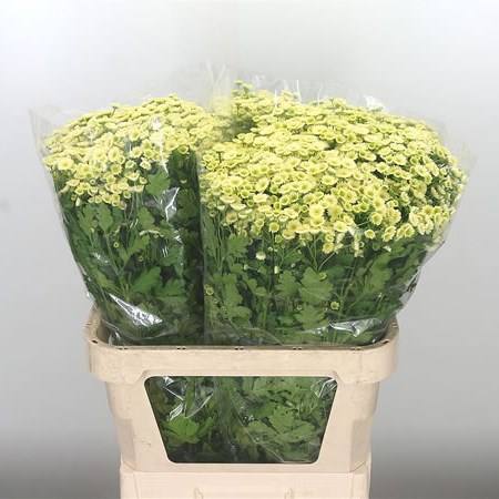 Tanacetum Orinoco